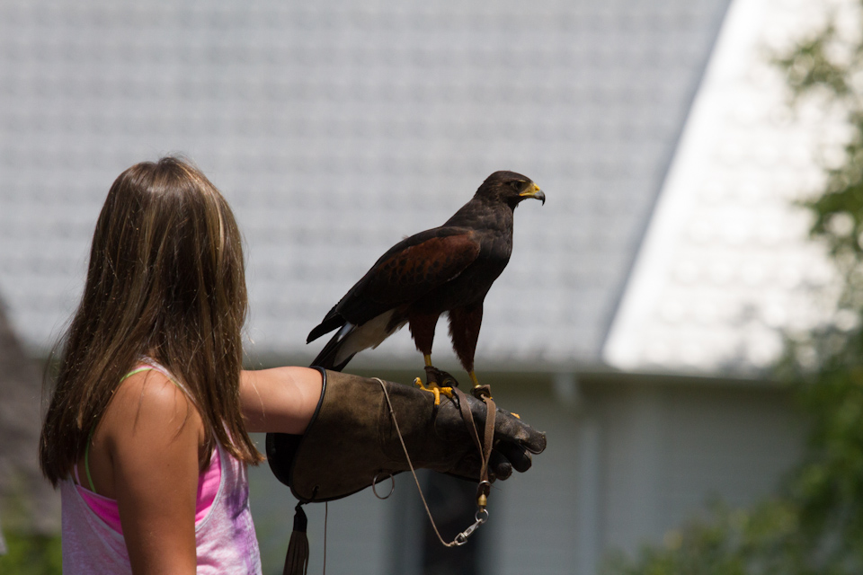 Tourist Falconer