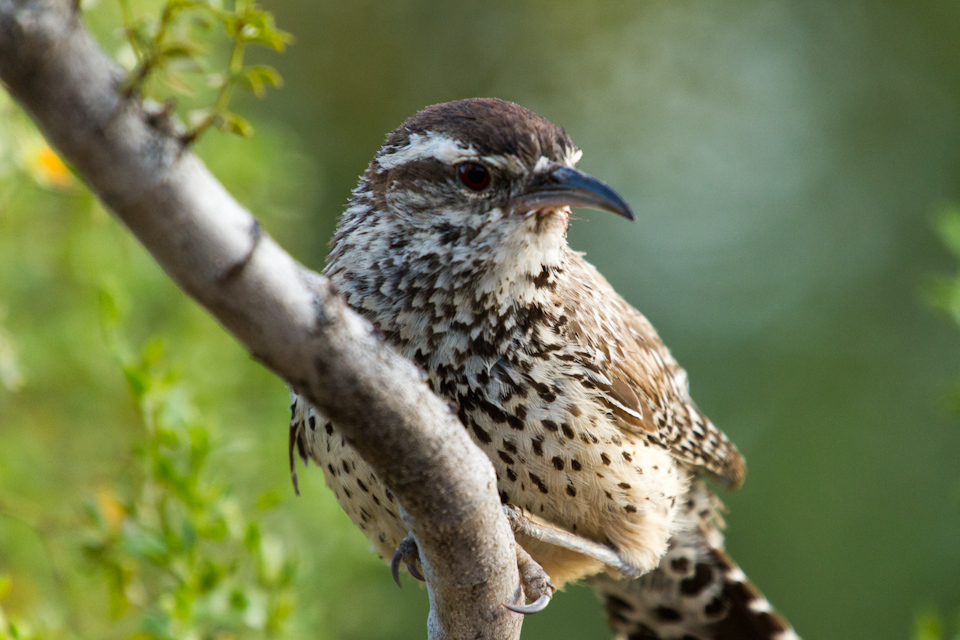 Cactus Wren