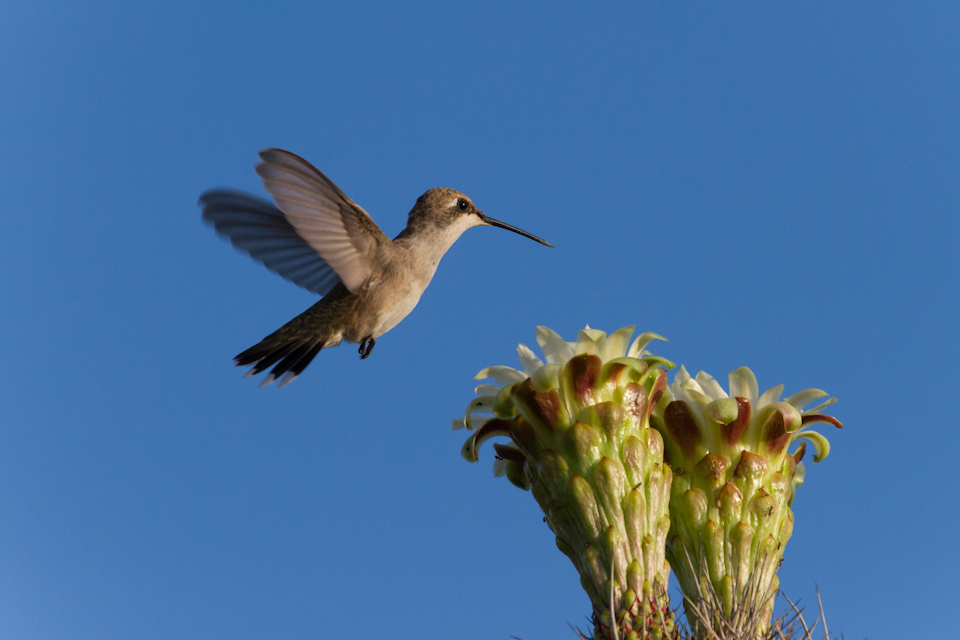 High Hummer