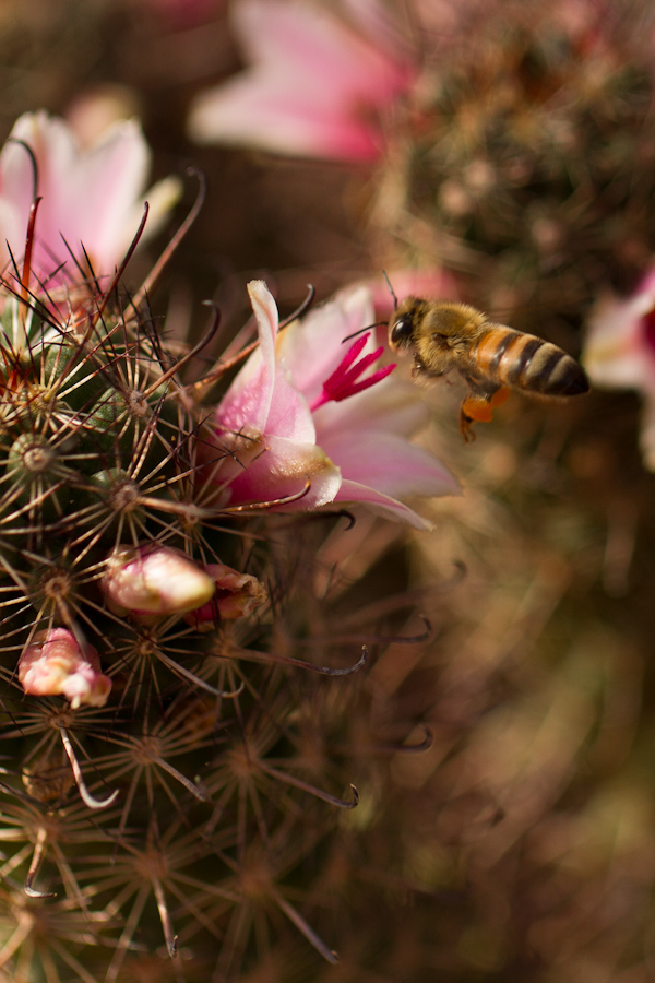 Desert Bee