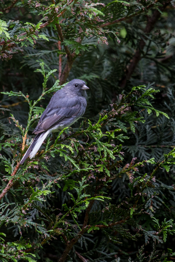 Grey Bird