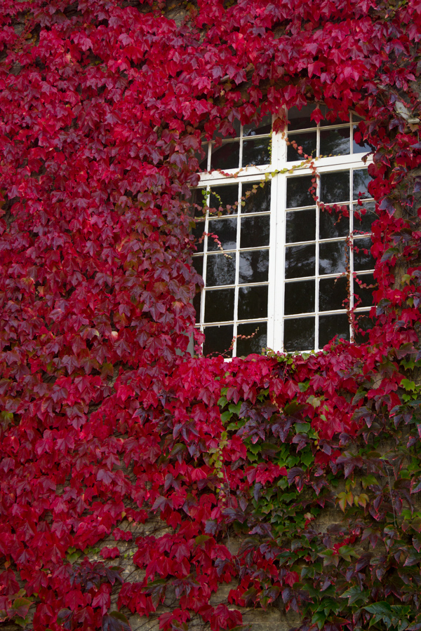 Red Ivy