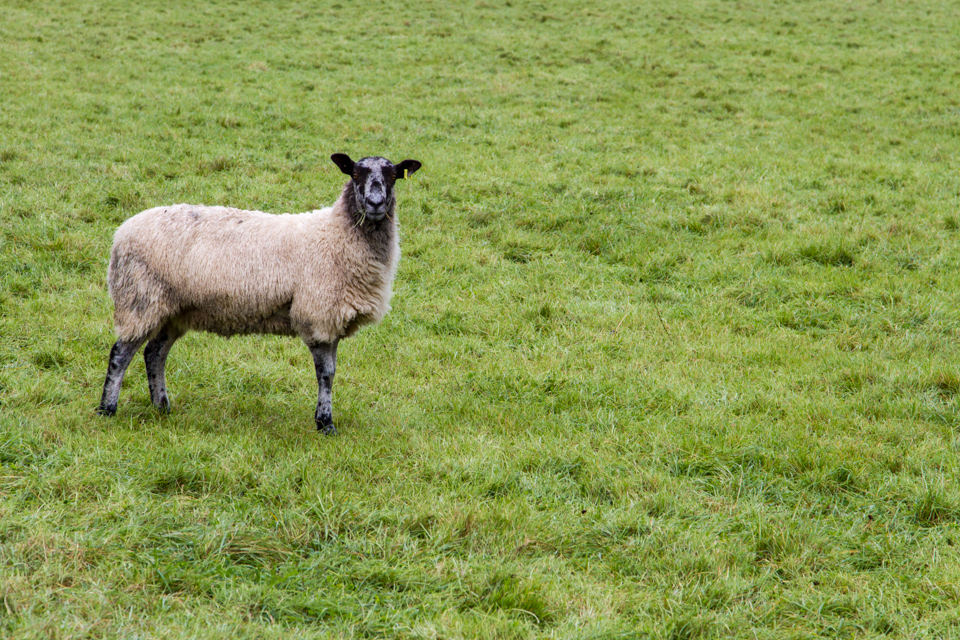 Sheep