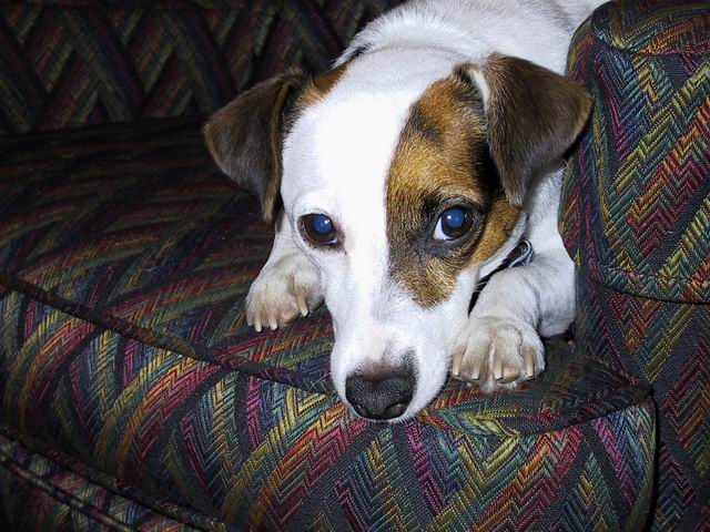 Sweetpea On A Chair