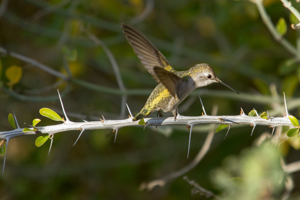 Landing