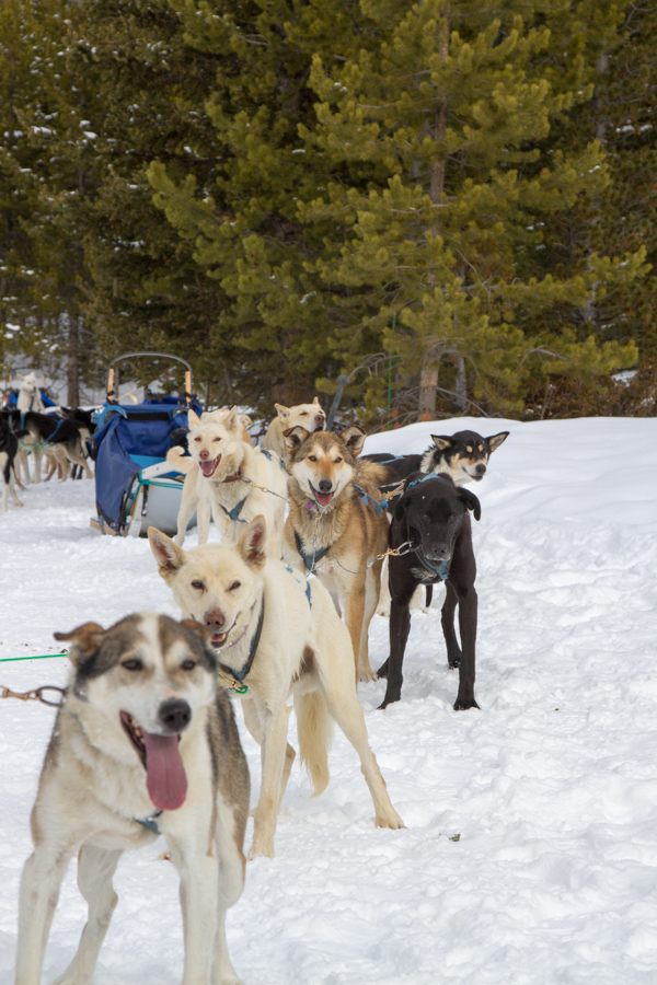 Sled Team