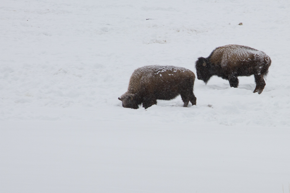 Grazing?