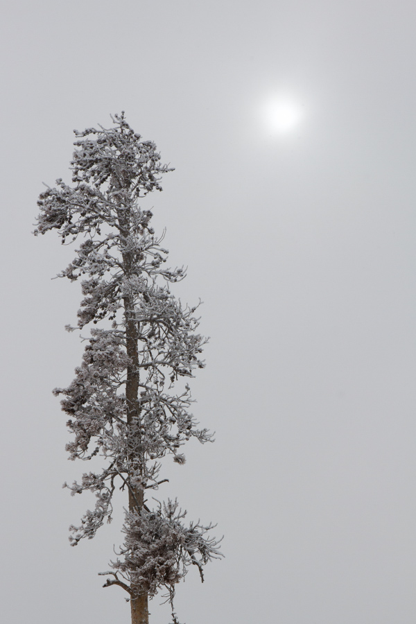 Snow Tree