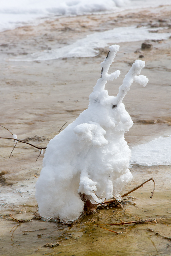 Snow Bunny