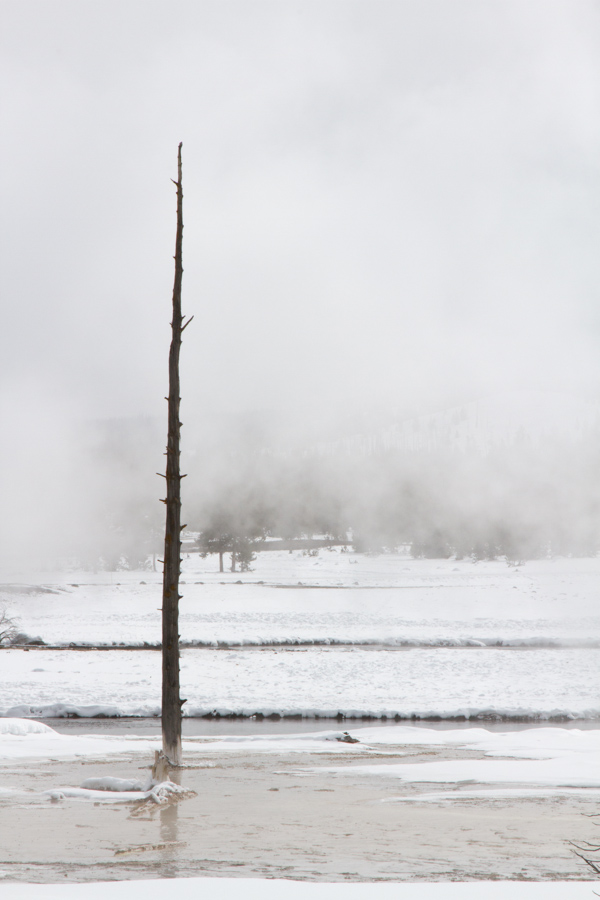 Lodgepole Pine Sentry
