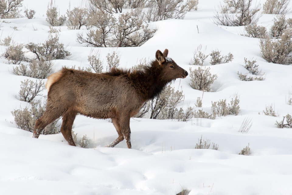 Yellowstone Elk