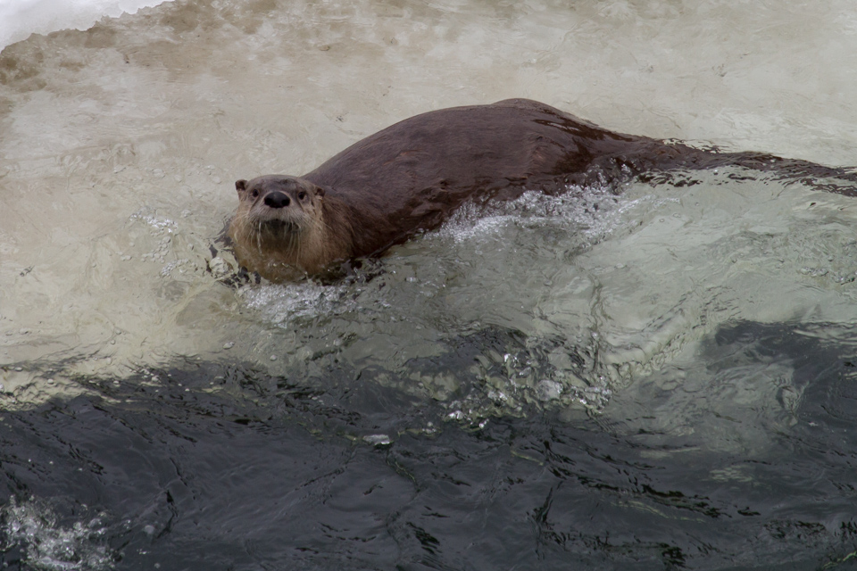 Playful Critter