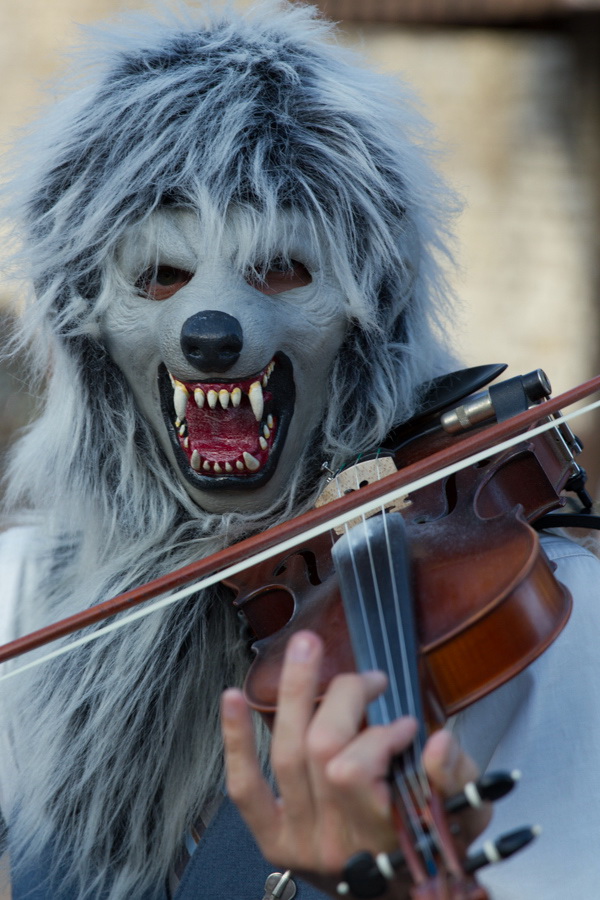 Fiddling Wolf