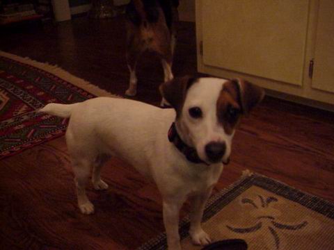 Sweetpea during Thanksgiving