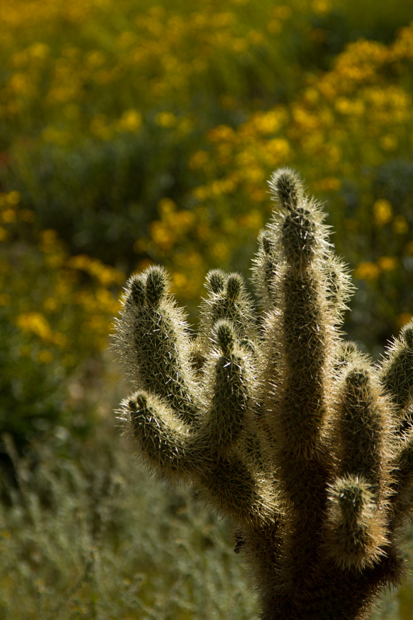 Desert Meadow