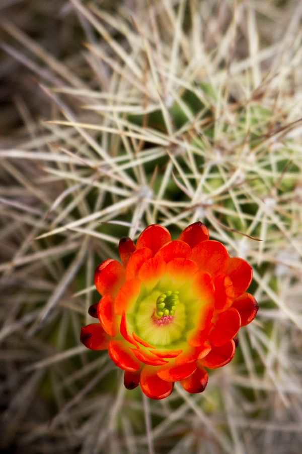 Sharp Flower