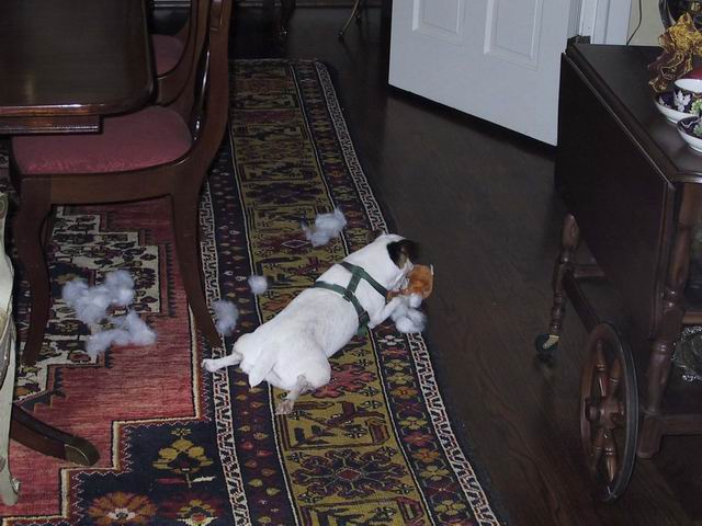 Sweetpea and a toy