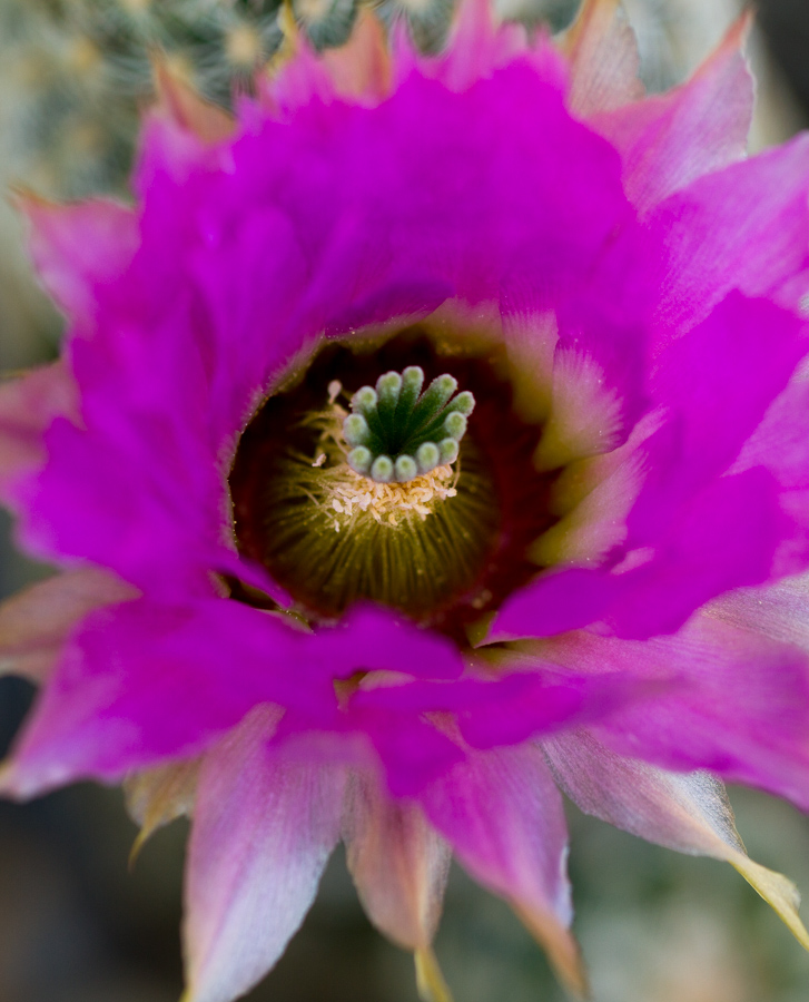 Ring of Purple
