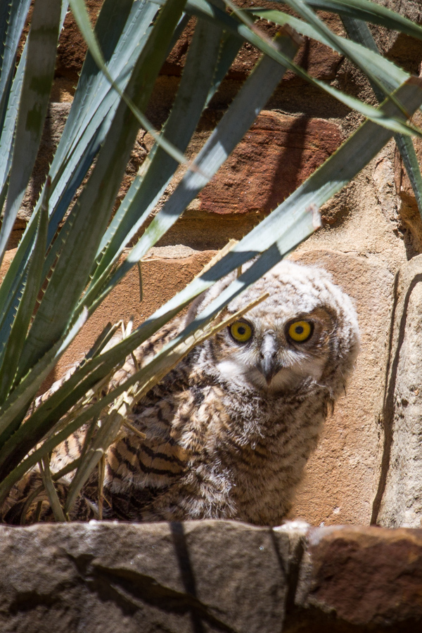 Urban Owl