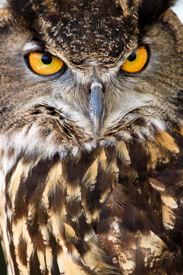 Look Into My Eyes