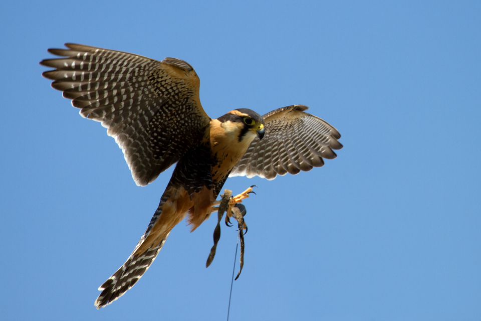 Coming in for a Landing