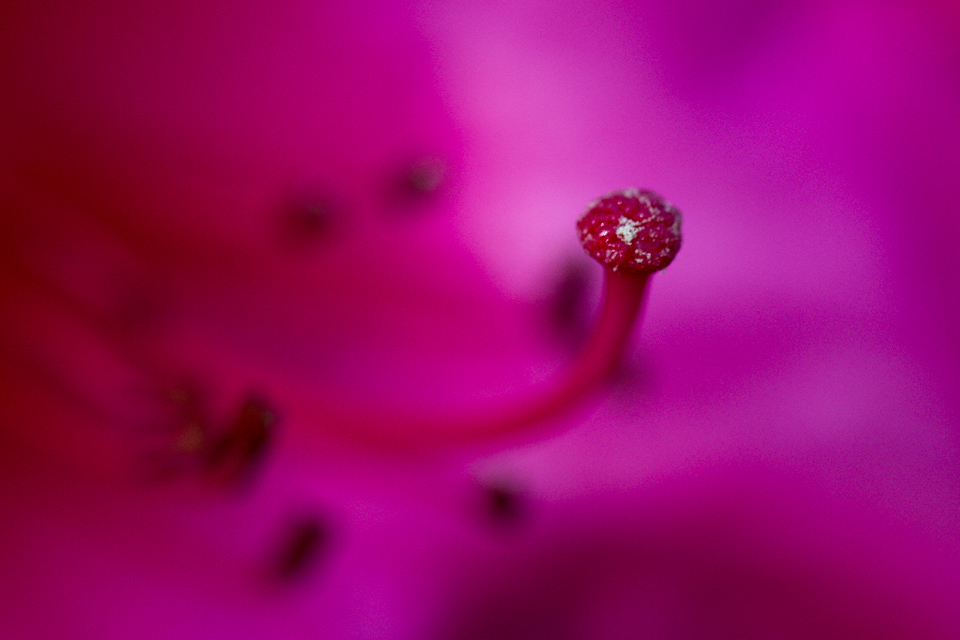 From Purple Depths