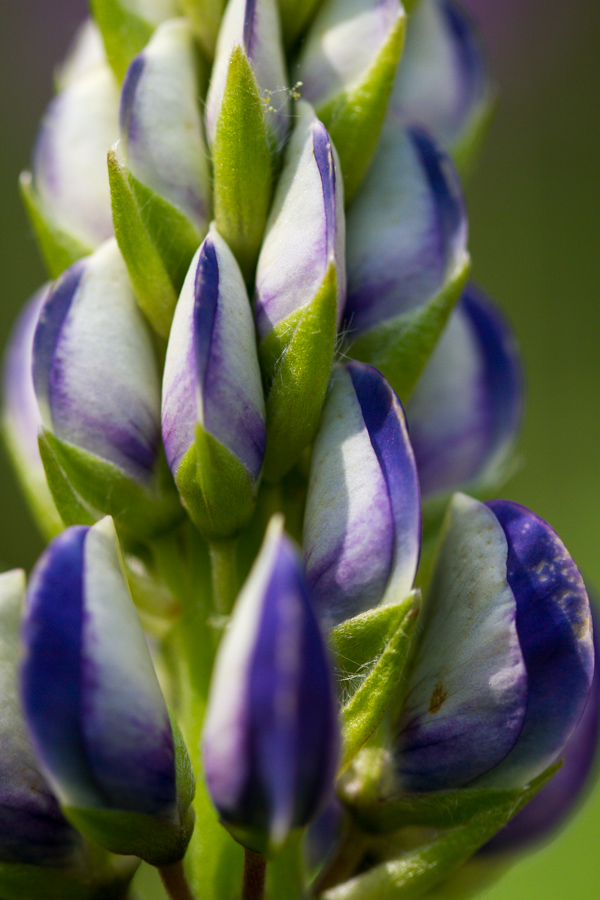 Bud