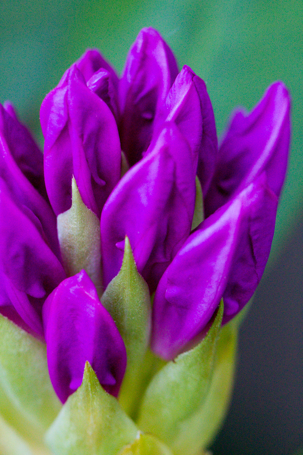 Ready to Bloom