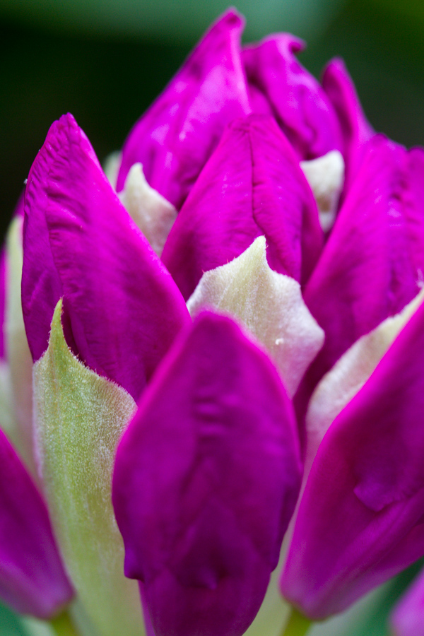 Purple Bud