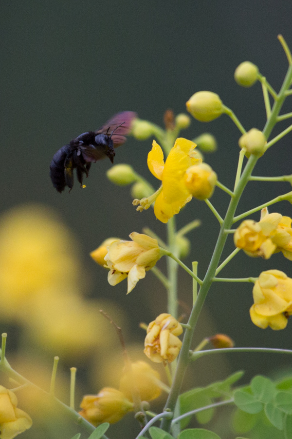 Black Bee
