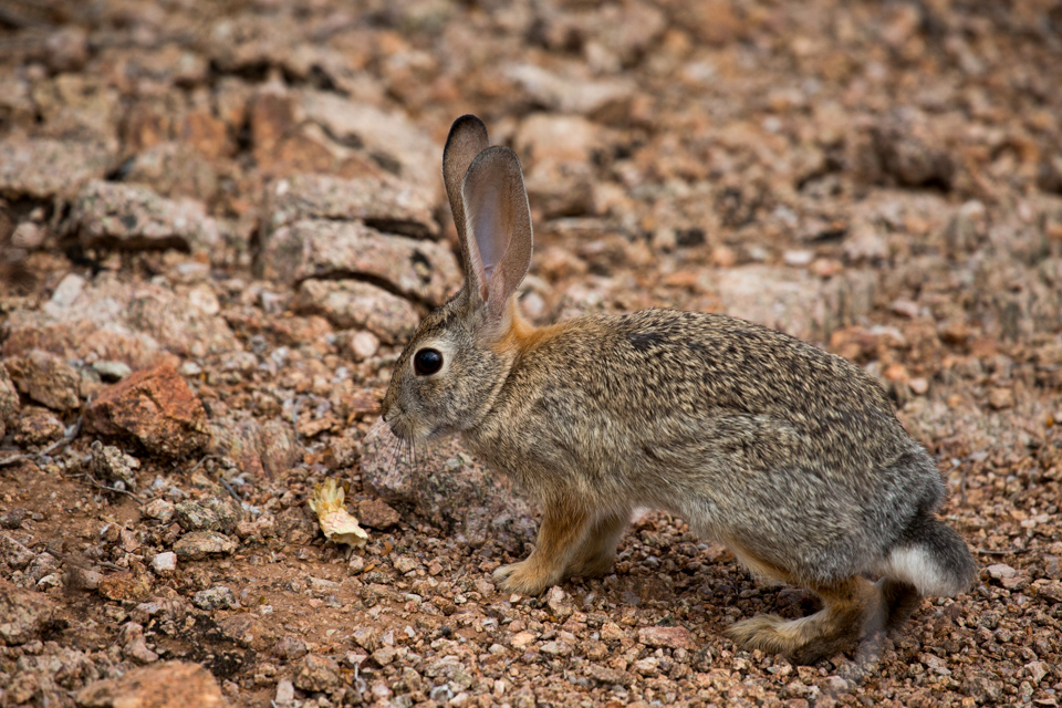 Desert Bunny