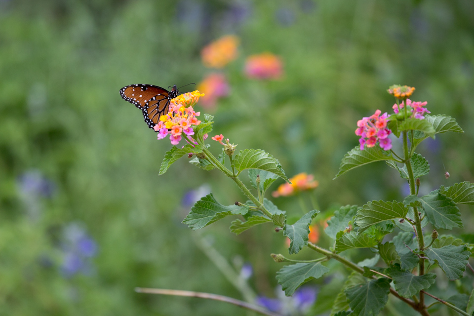 Monarch