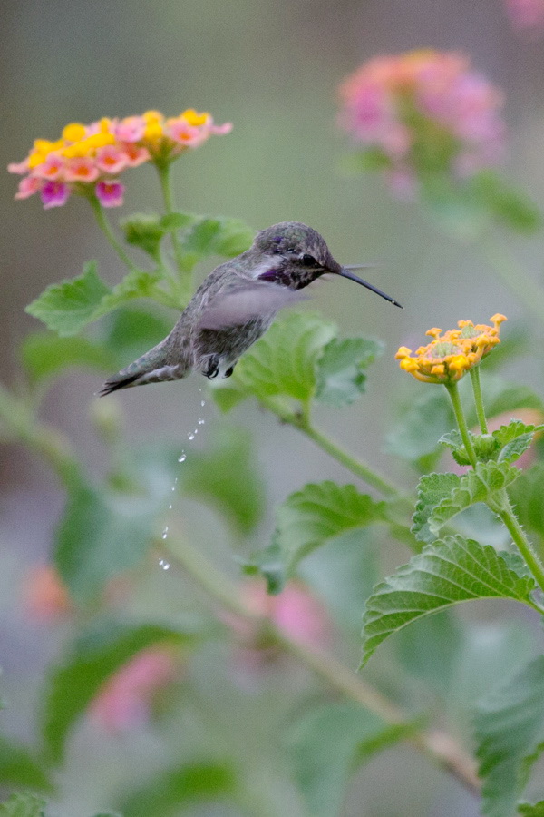 Little Hummingbird Room