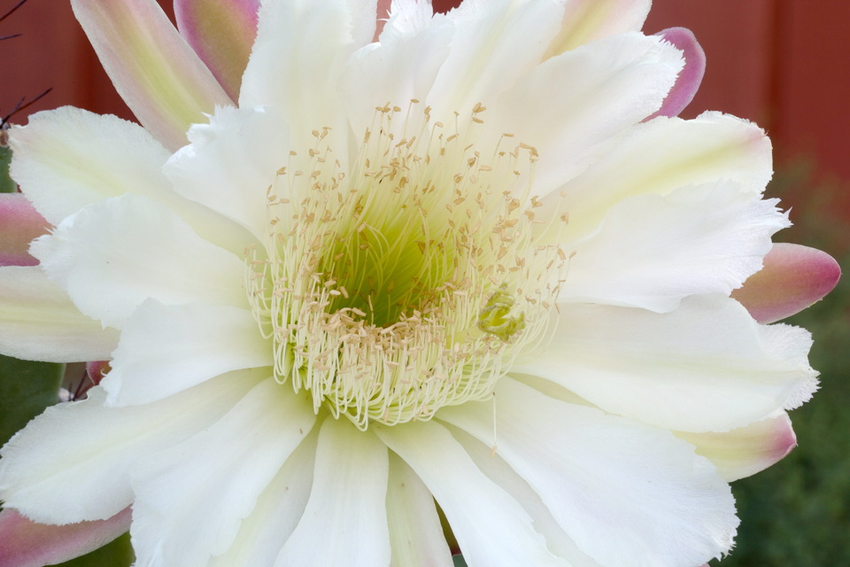 Morning Beauty