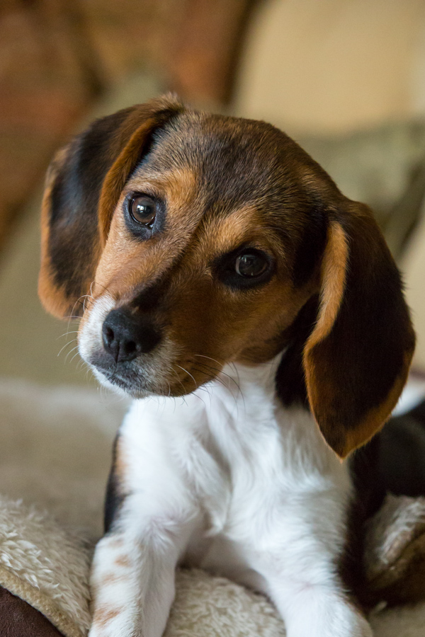 Puppy Look