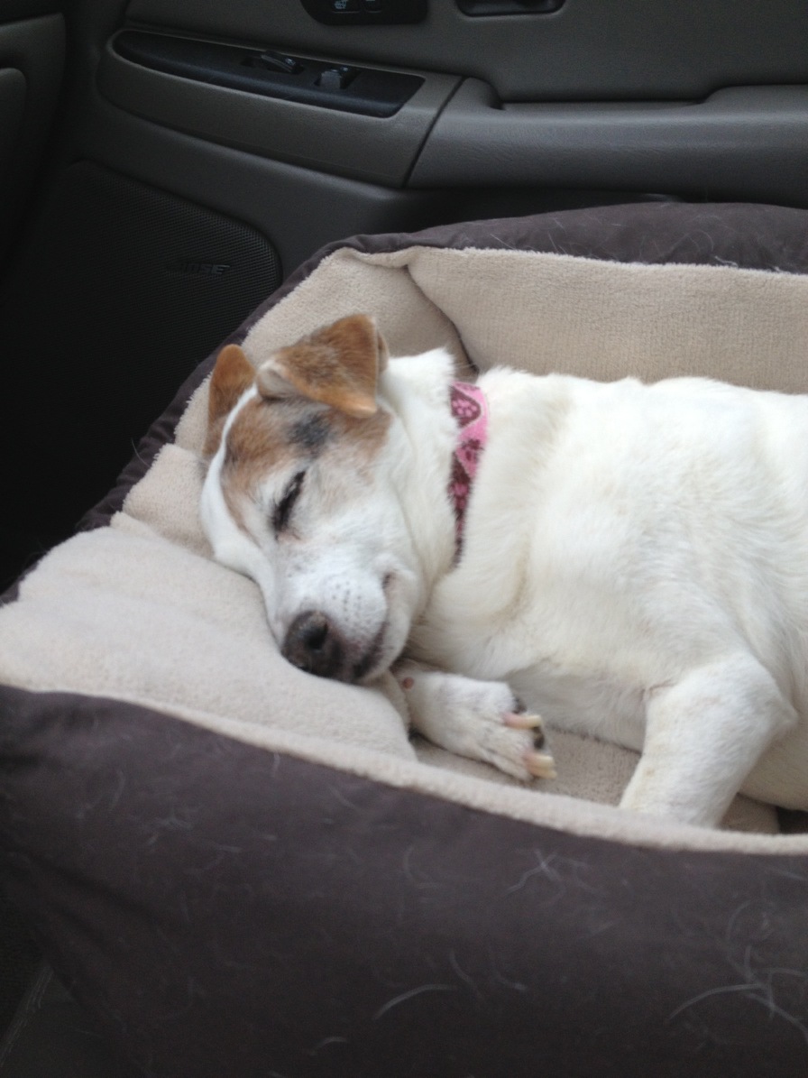 Front Seat Bed