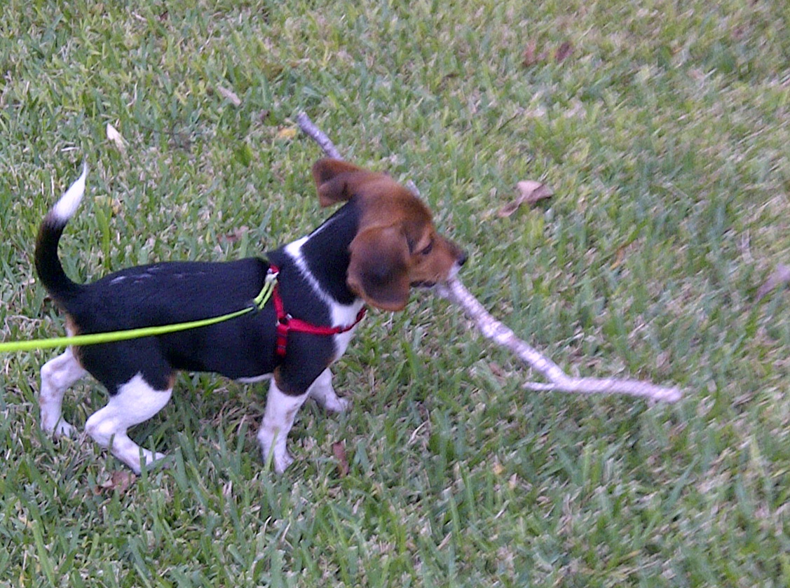 Carry A Big Stick