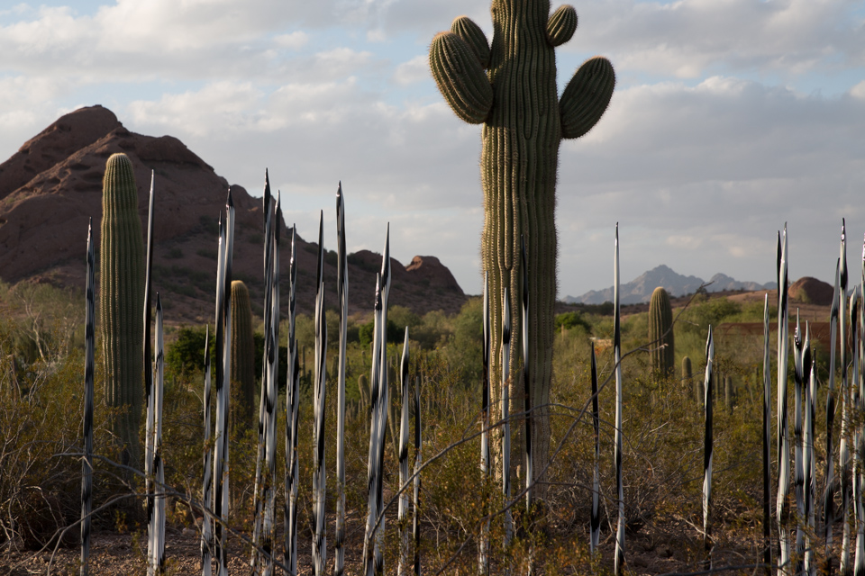 Glass and Saguaros