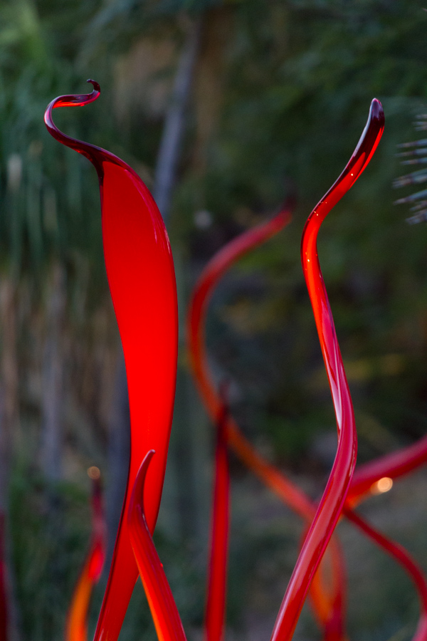 Cattails