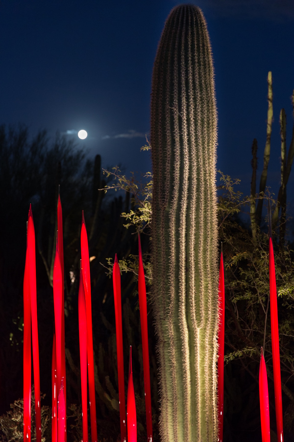 Red Reeds at Night