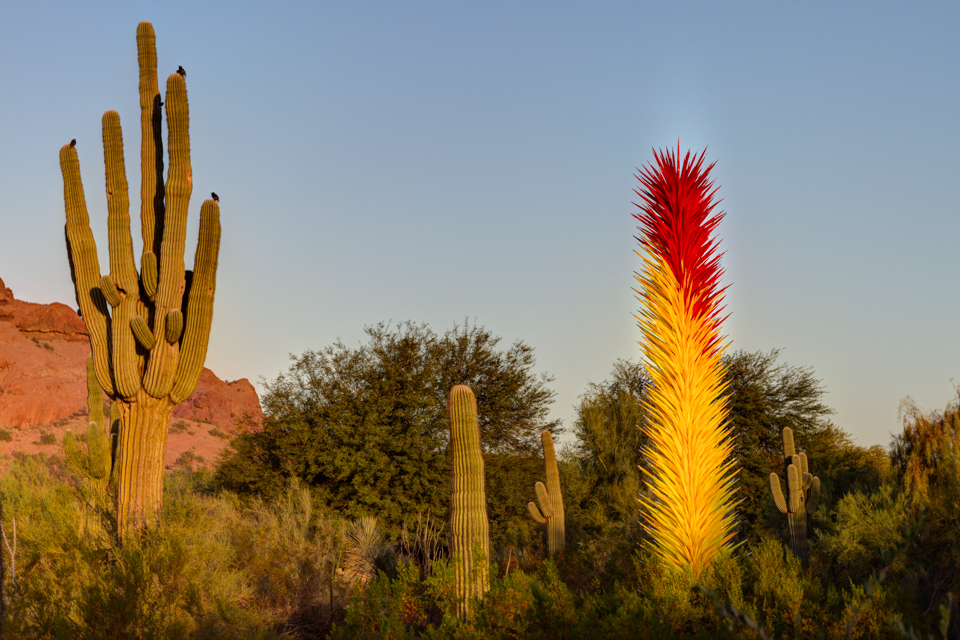 Desert Morning
