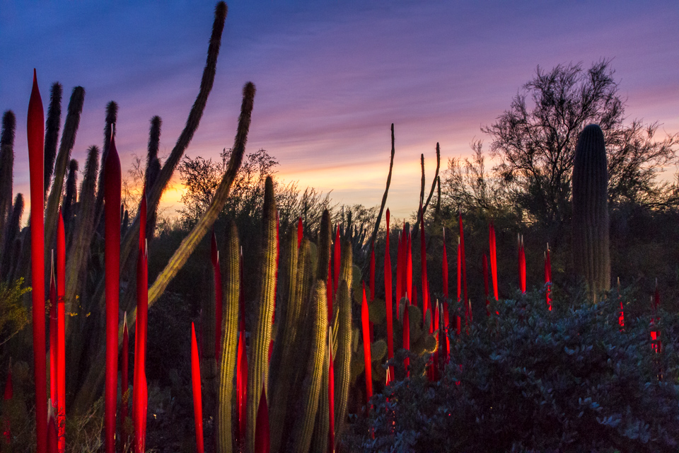 Reeds at Sunset