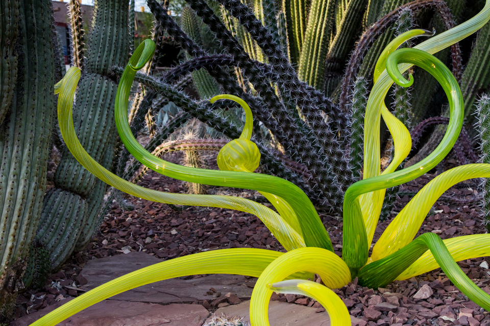 Glass or Cactus