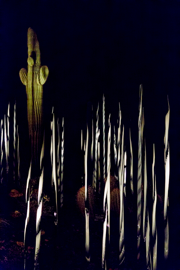 Black and White Reeds and Flori