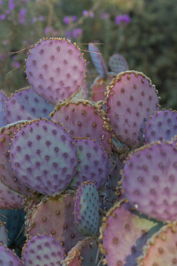 Purple Prickly Pear