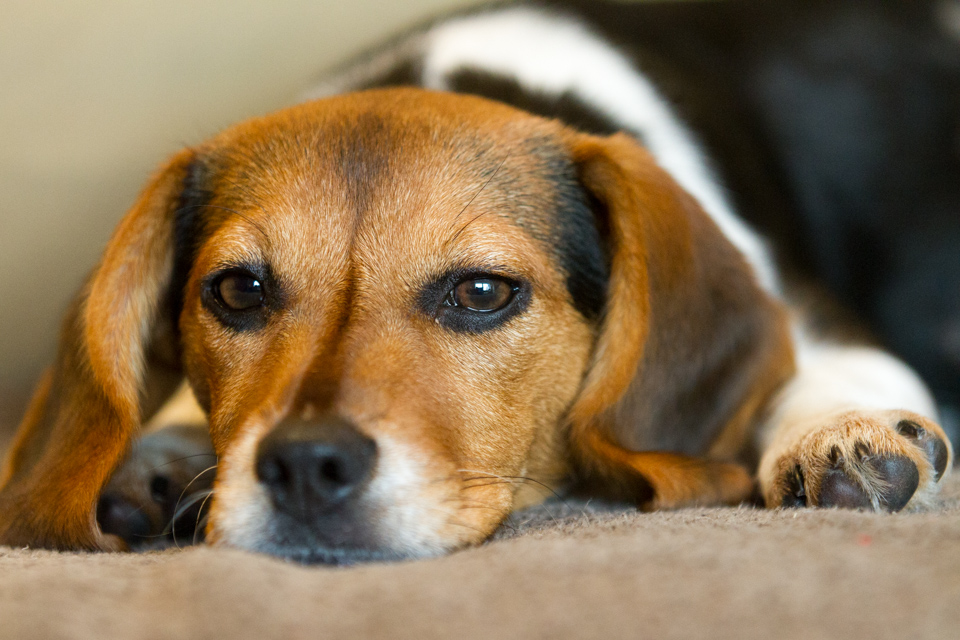 Sleepy Hound