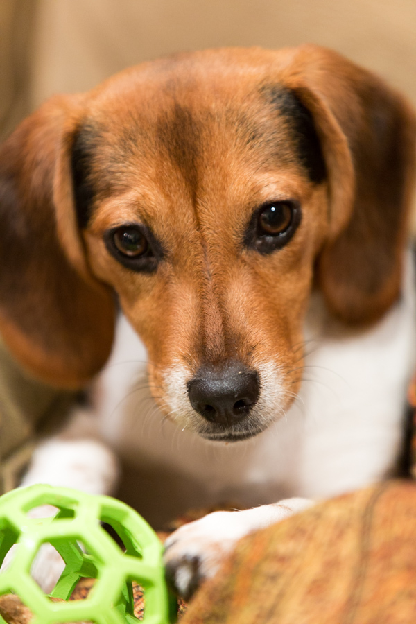 Focus on Treats