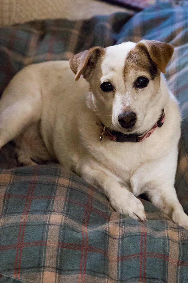 Sweet Pea In Bed