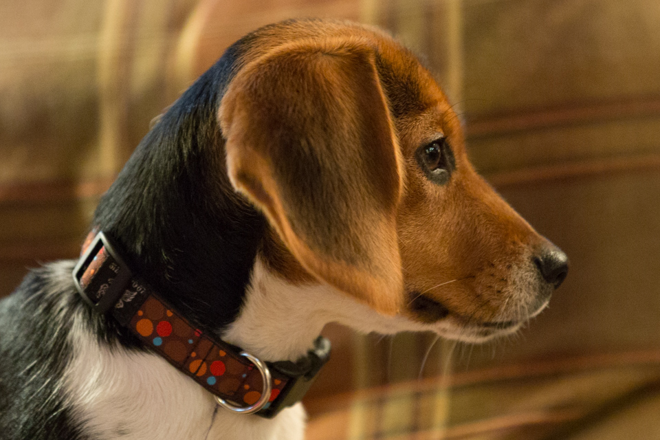In Profile