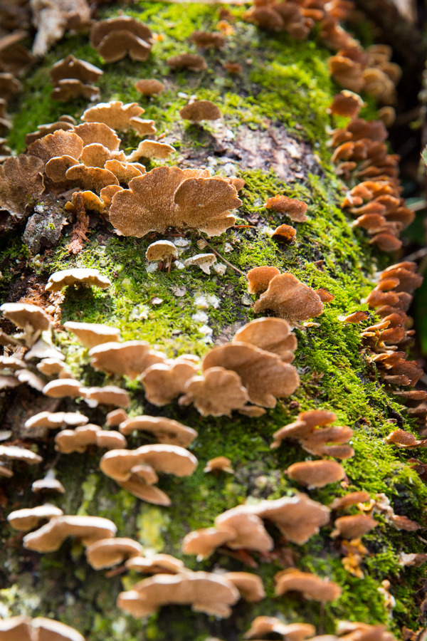 Moss and 'Shrooms